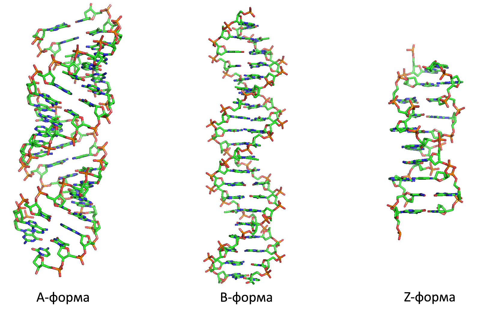 Двойное днк. Формы двойной спирали ДНК. A B Z формы ДНК. Формы спирали ДНК Z. Форма молекулы ДНК.