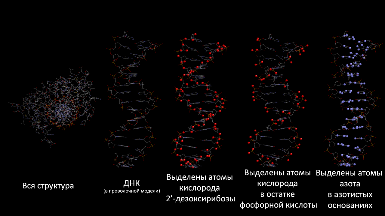 Днк ноябрь. Атом ДНК. Атомное строение ДНК. ДНК из атомов. Молекула ДНК состоит из атомов.