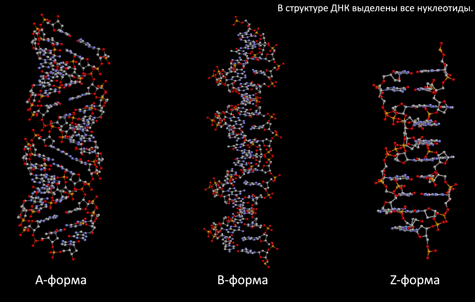 3 структуры днк