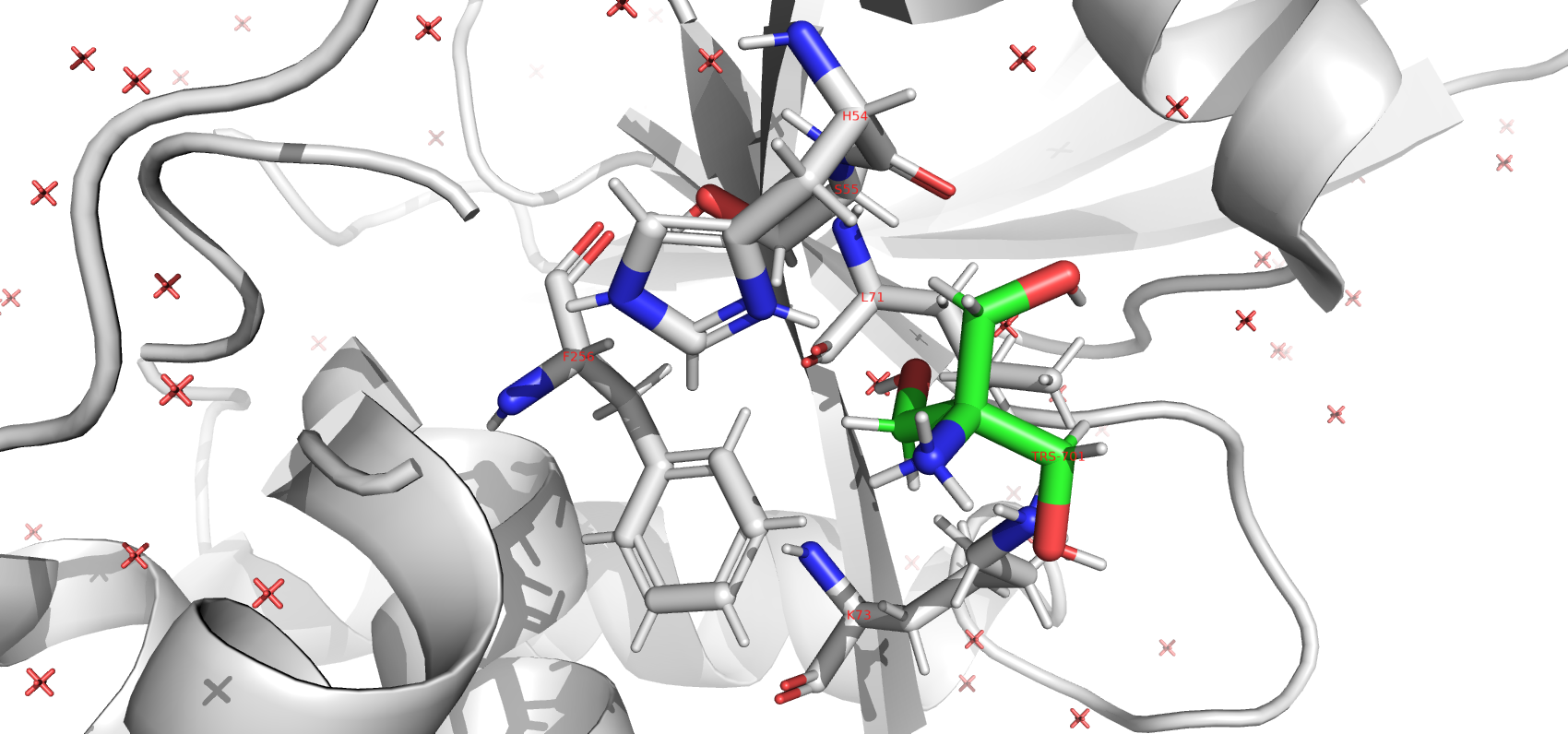 Тут должен был быть белок...