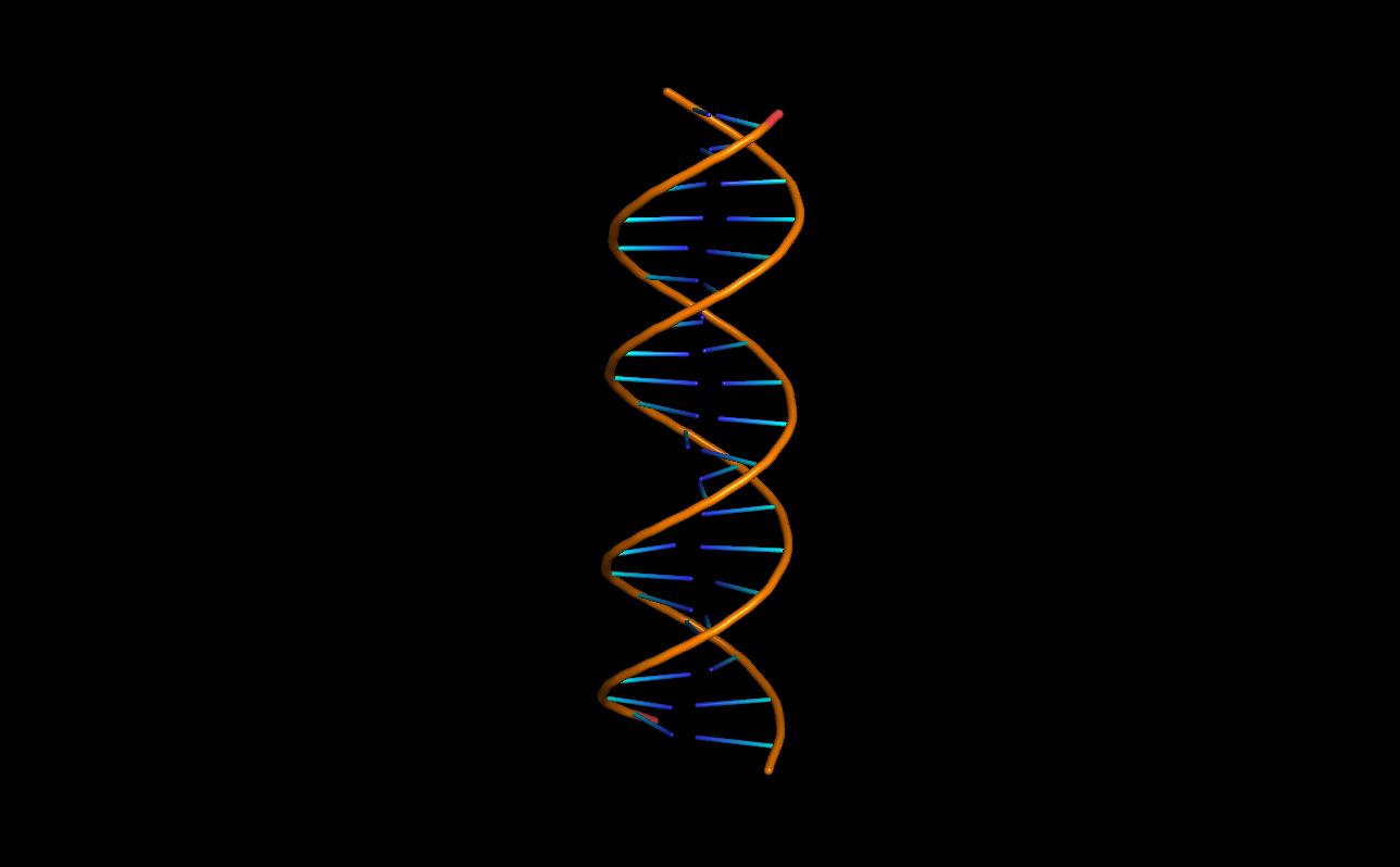 B-DNA