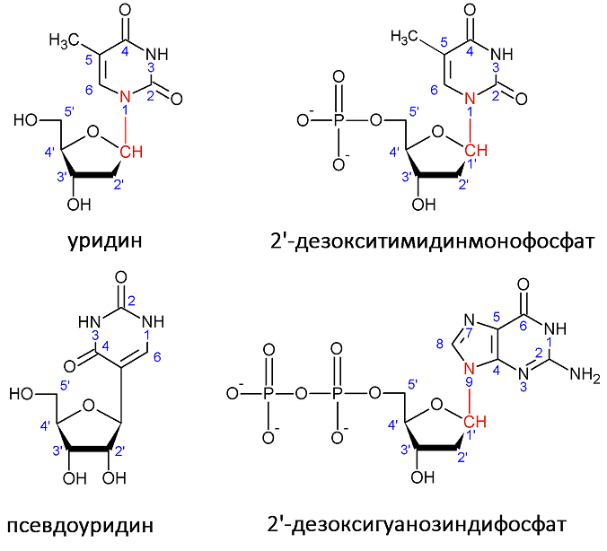 Схема строения нуклеотида общая формула