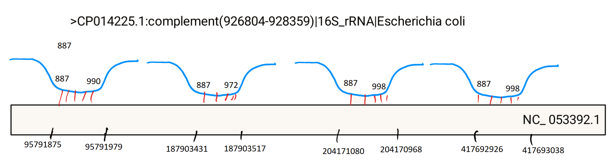 Схема геномных находок для 16S рРНК