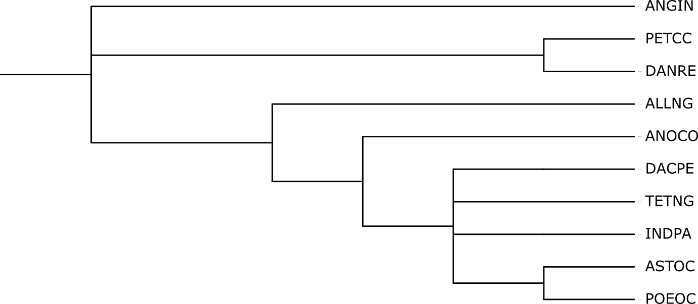 Филогенетическое дерево