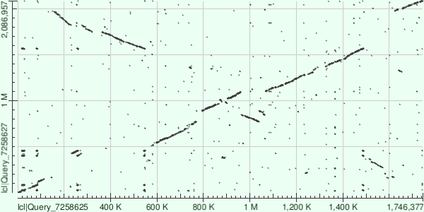 tblastx сравнение