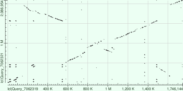 tblastx сравнение