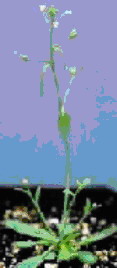 Arabidopsis thaliana