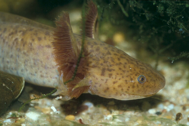 Caudata1