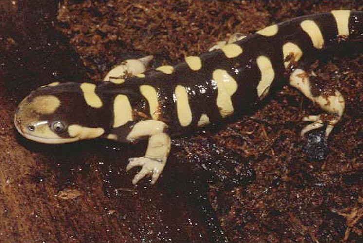 Caudata2