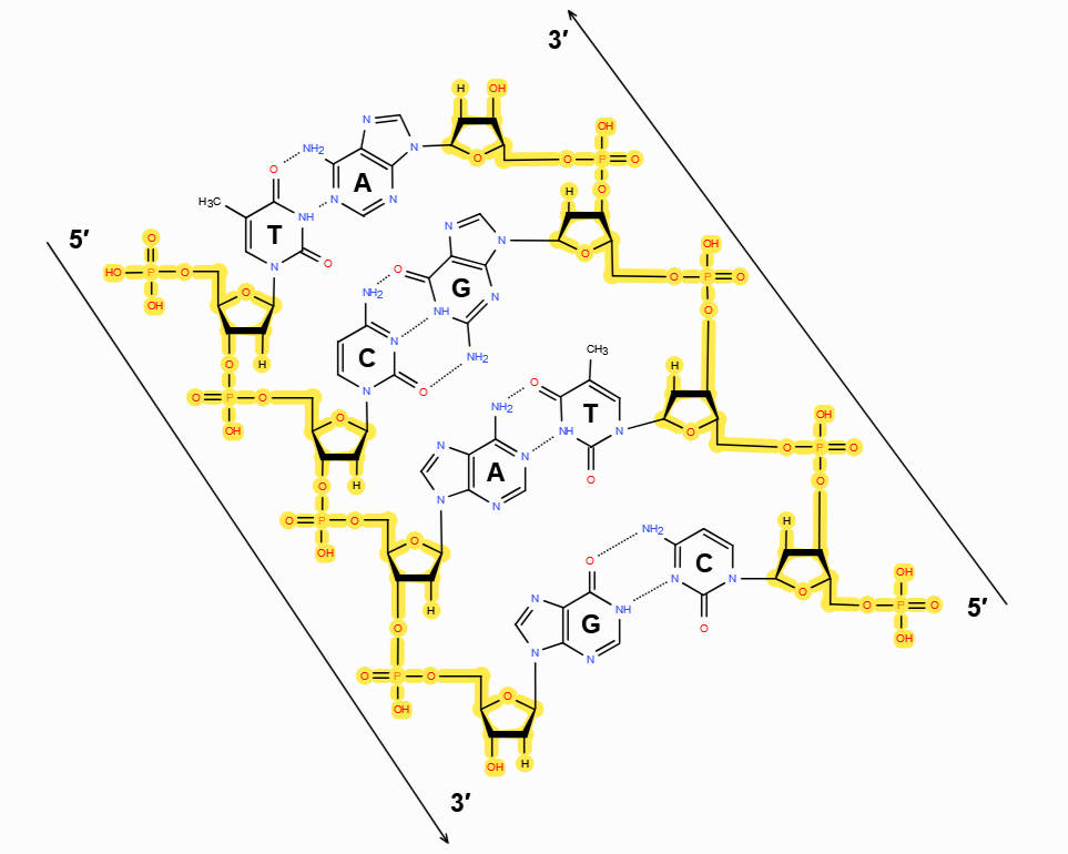 DNA