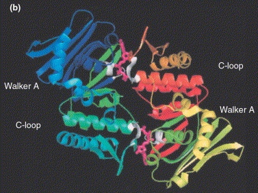 'Head-to-tail' dimer