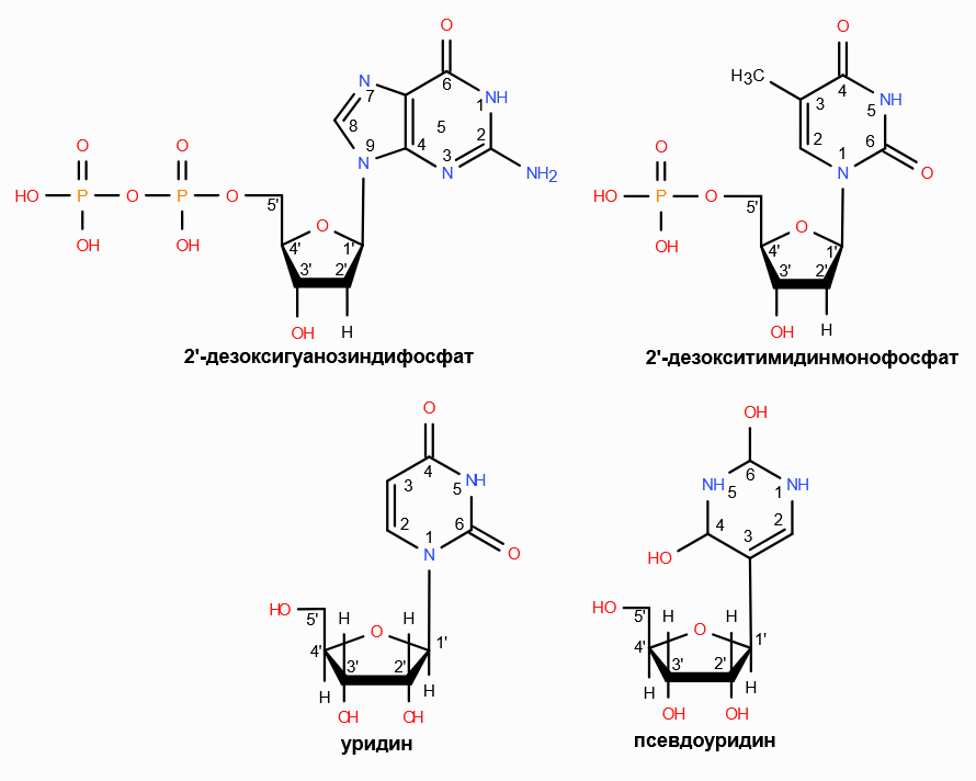 nucleotides