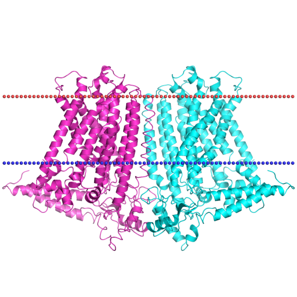 protein in membrane