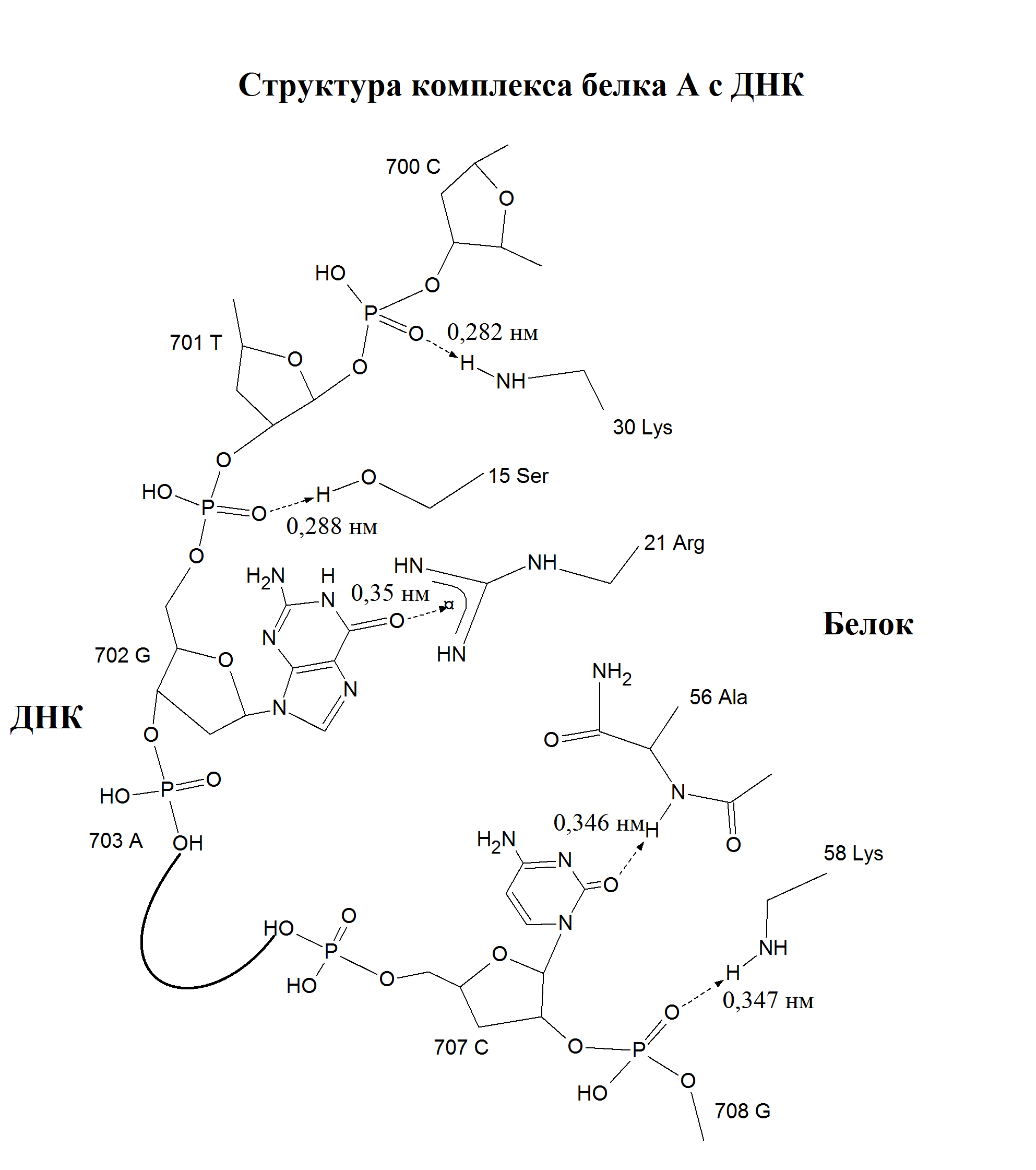 Формула днк. Первичная структура РНК формула. Первичная структура участка цепи ДНК. Структурные формулы первичной структуры ДНК. ДНК формула биохимия.