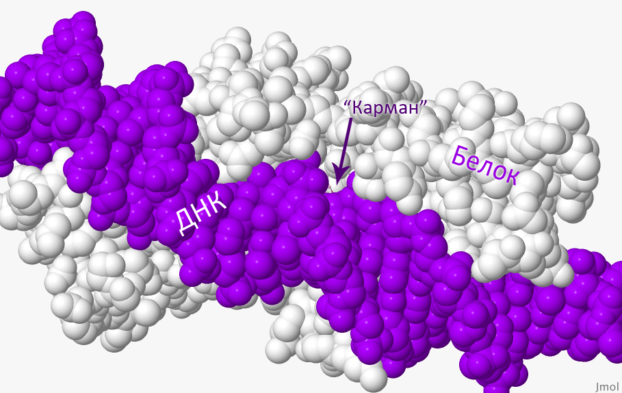 Белок том 1. Лиганды с белками. Взаимодействие с лигандами белки. Белки и их природные лиганды. Other взаимодействий белок-лиганд.