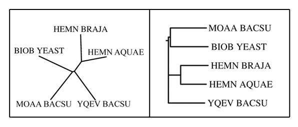 ������������ ������ ���. Neighbor-joining