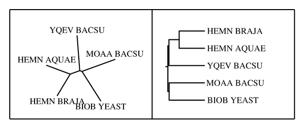 ������������ ������ ���. UPGMA