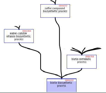 biotin biosyntetic process