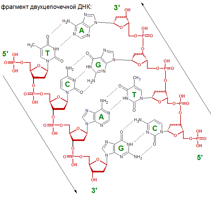 Связь между цепями днк. Структура цепи ДНК. Фрагмент ДНК формула. Строение Цепочки ДНК. Схема фрагмента молекулы ДНК.