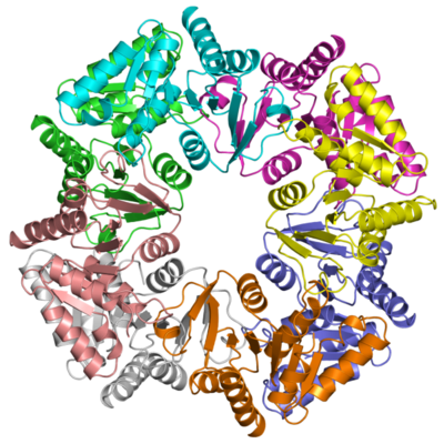 Модель белка yvdD по данным рентгеноструктурного анализа