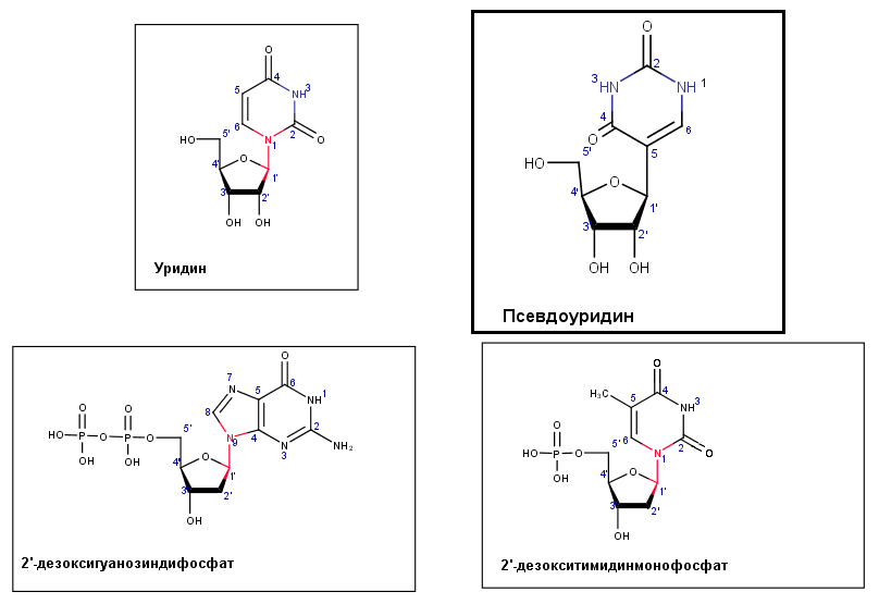 3 уридиловая кислота гидролиз. Уридин 3 монофосфат. Уридин 5 монофосфат. Уридиловая кислота строение. 5 Уридиловая кислота формула.