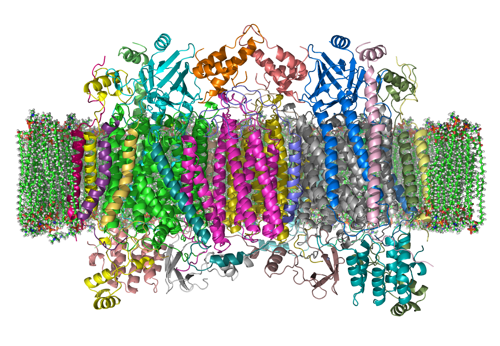 Paracoryphella islandica