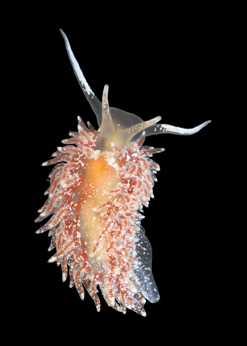 Paracoryphella islandica