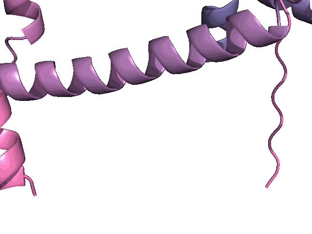 animation.gif