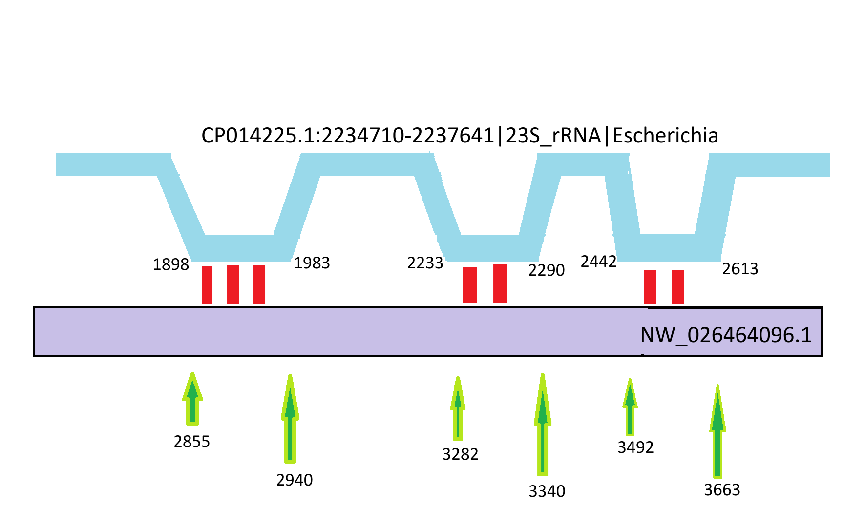 Локальный поиск BLAST для 23S рРНК