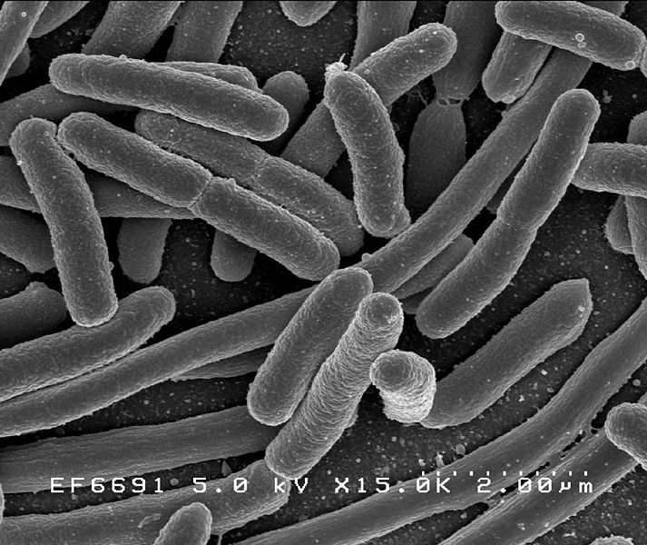 Escherichia_Coli