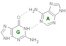 G-A_view