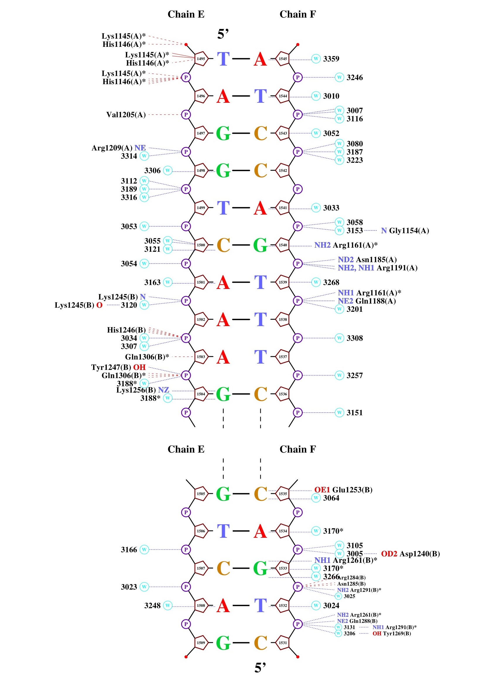 схема контактов ДНК и белка