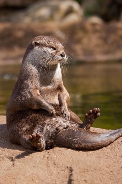 otter