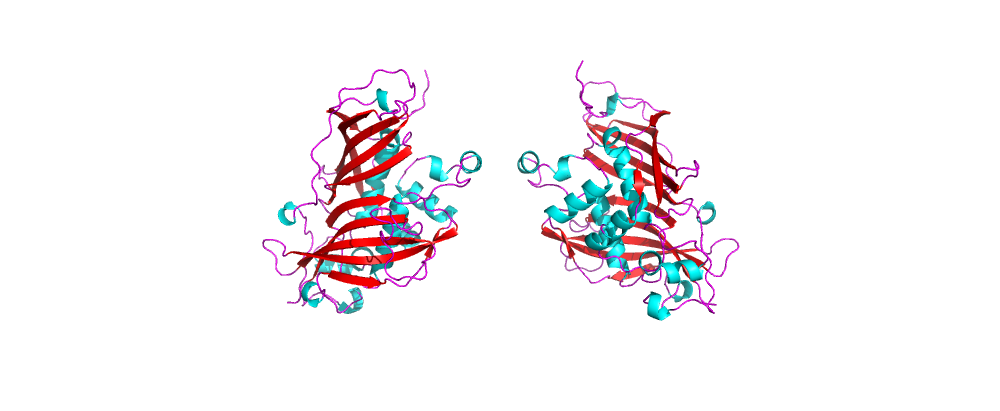 Белок, покрашенный по типу вторичной структуры (красный - бета-листы, голубой - альфа-спирали).