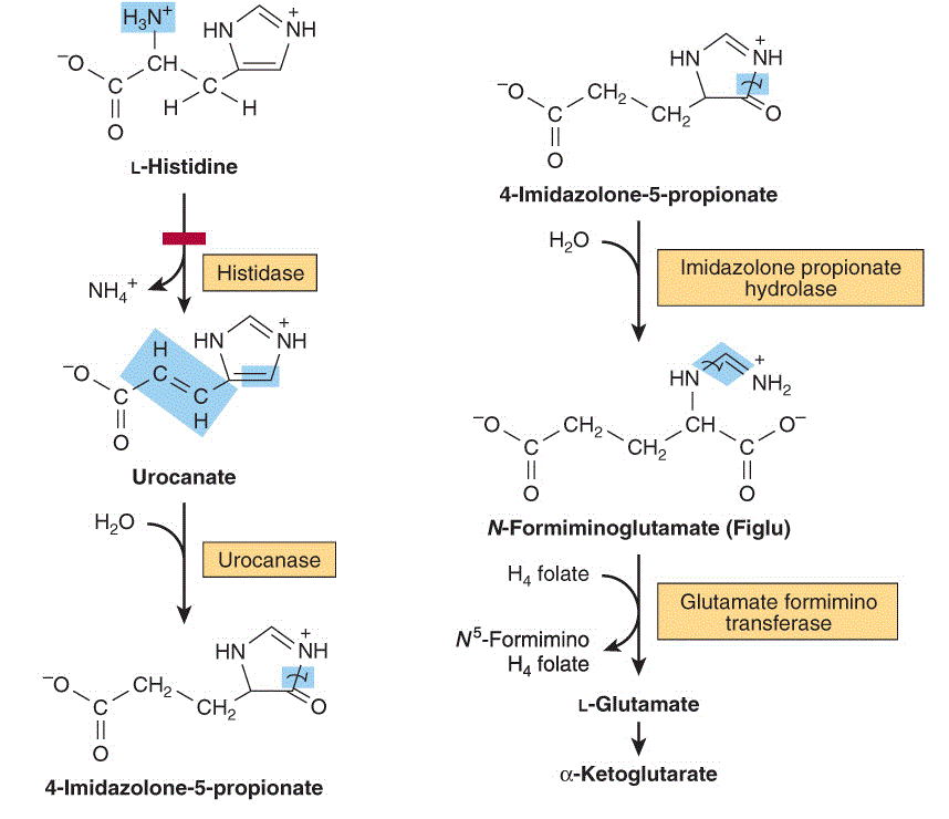 Histidine catabolism