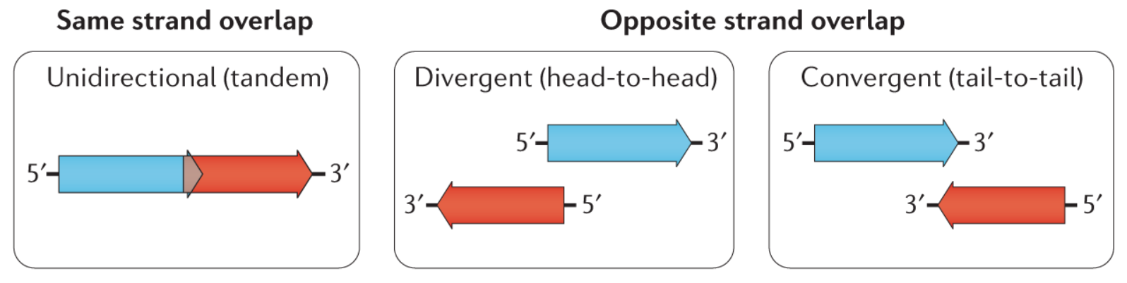Overlapping genes