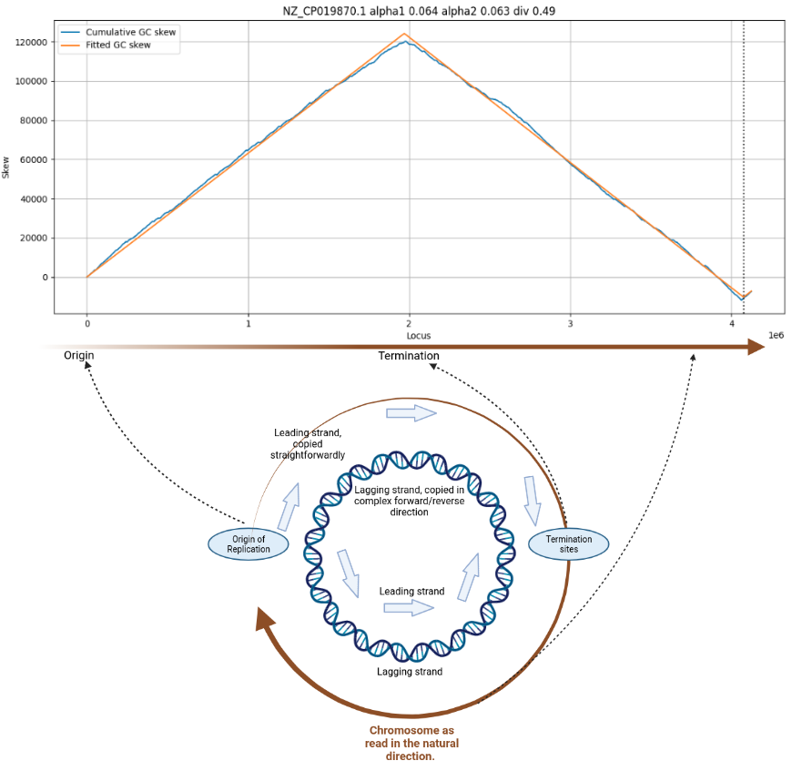 GC skew analysis