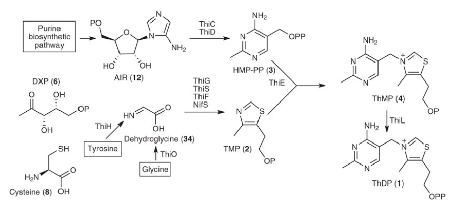 Thiamine biosynthesis