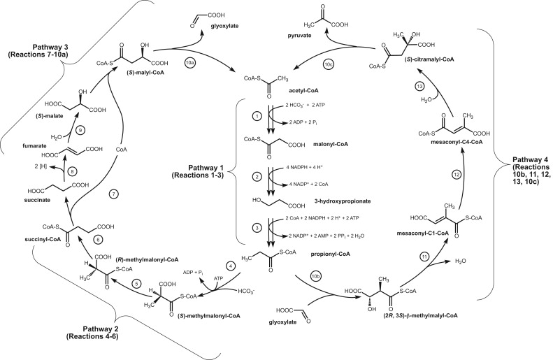 3-hydroxypropionate cycle