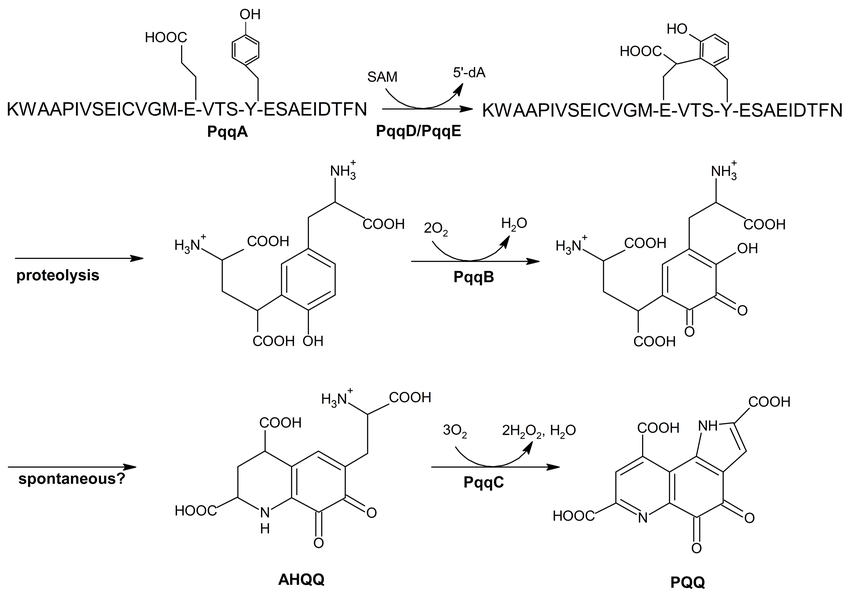 PQQ biosynthesis