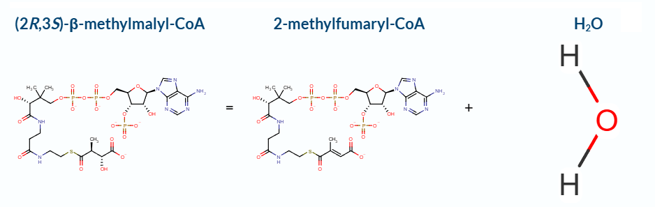 Beta-methylmalyl-CoA dehydratase function
