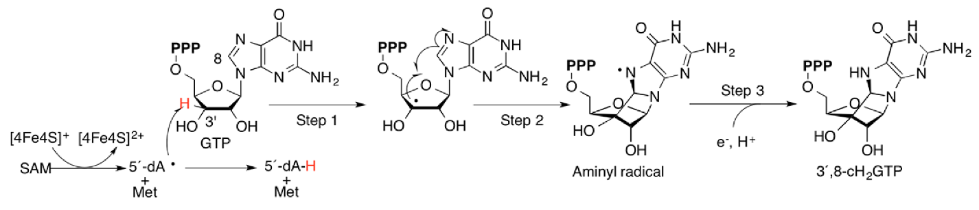 SAM-radical mechanism