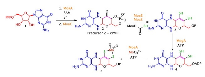 Molybdopterin biosynthesis