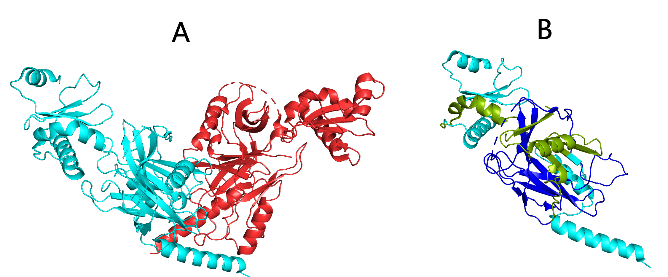 Colicin D