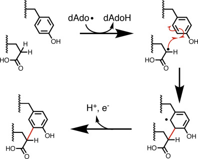 pqqA-peptide cyclization