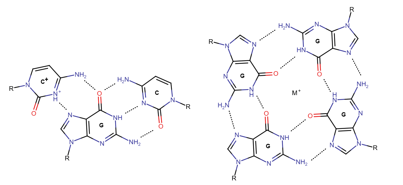 H-DNA and G-quadruplex