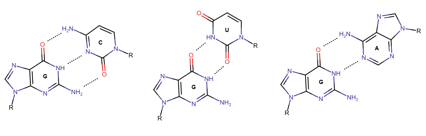 Guanine base pairing