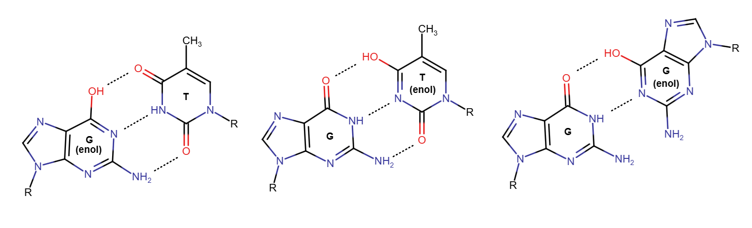 Gunine-thymine keto-enol tautomers