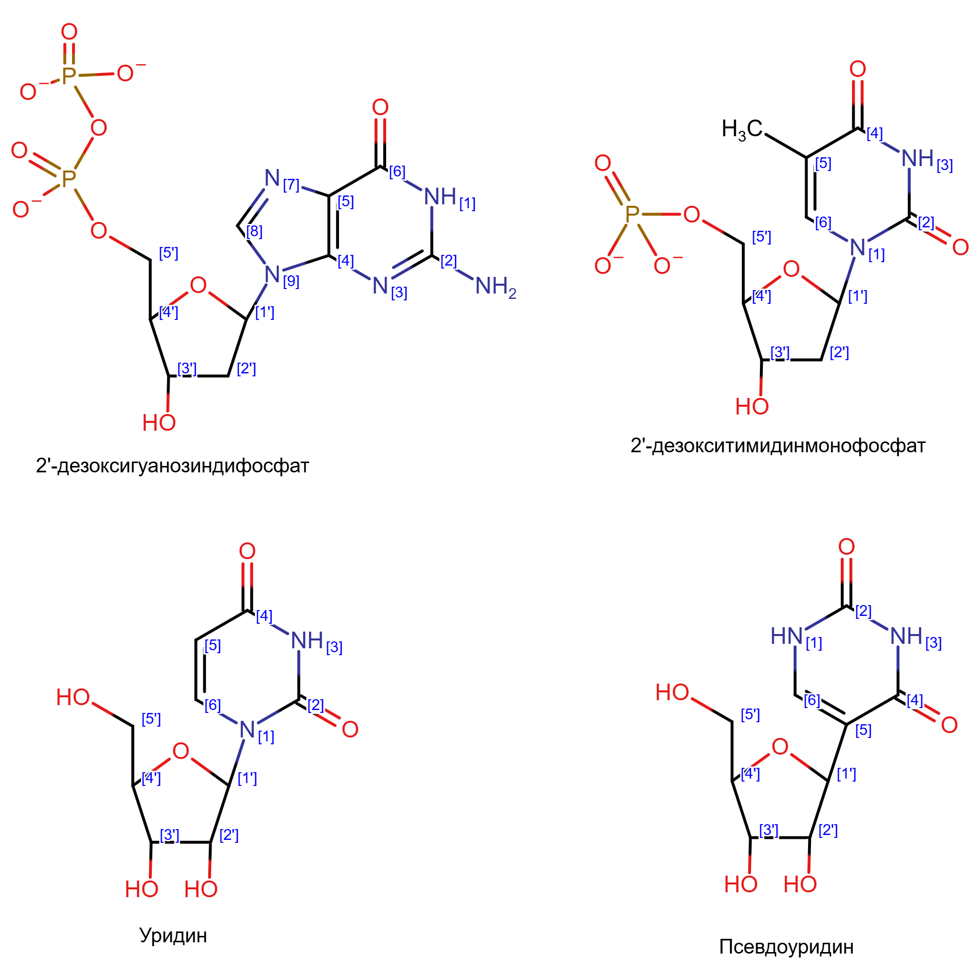 Nucleosides and nucleotides