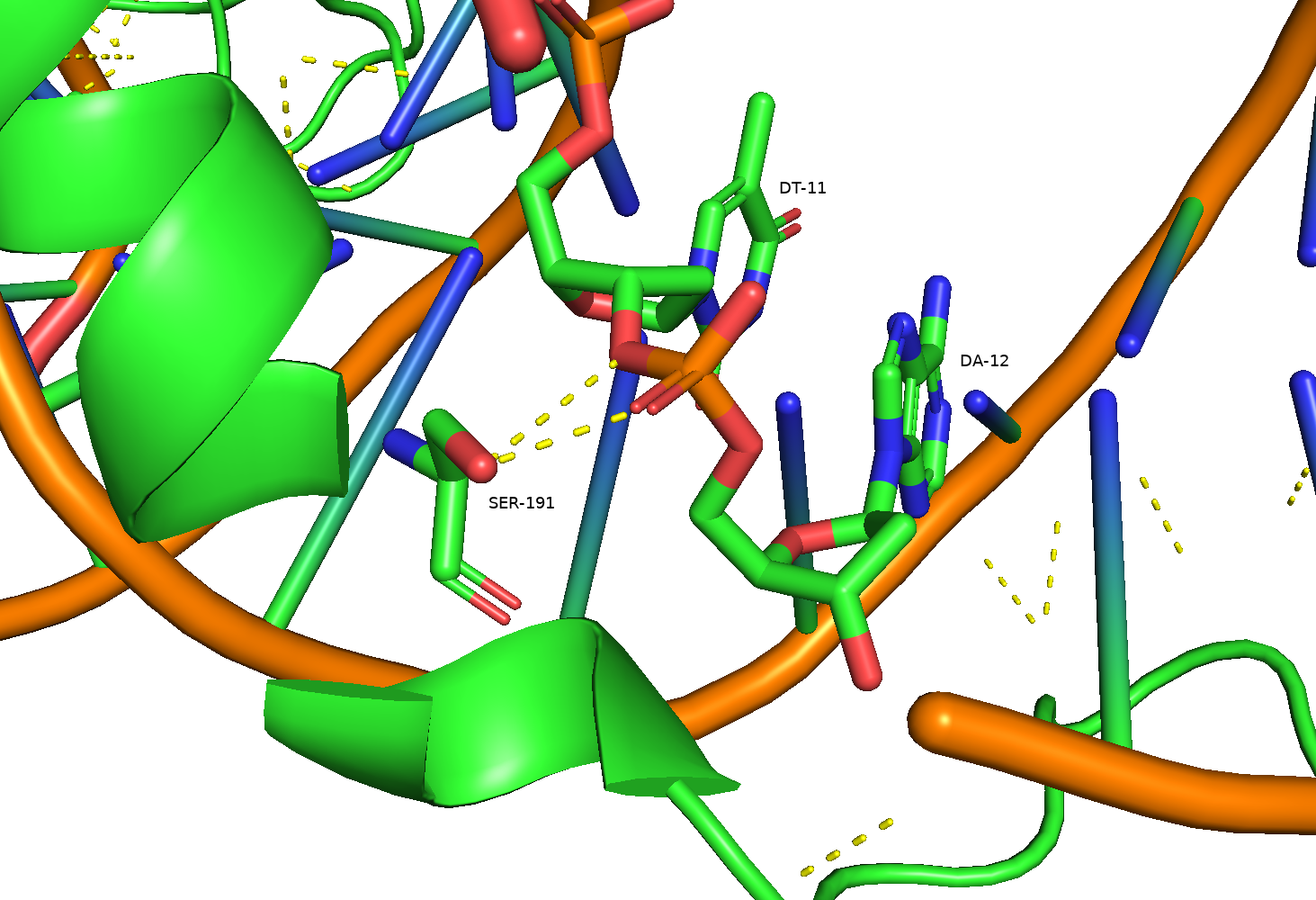 Protein and DNA backbone interactions